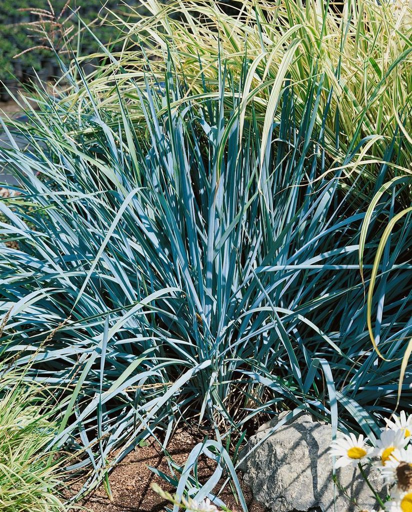 Blaue Strandroggen 'Blue Dune' Leymus | Kaufland.de