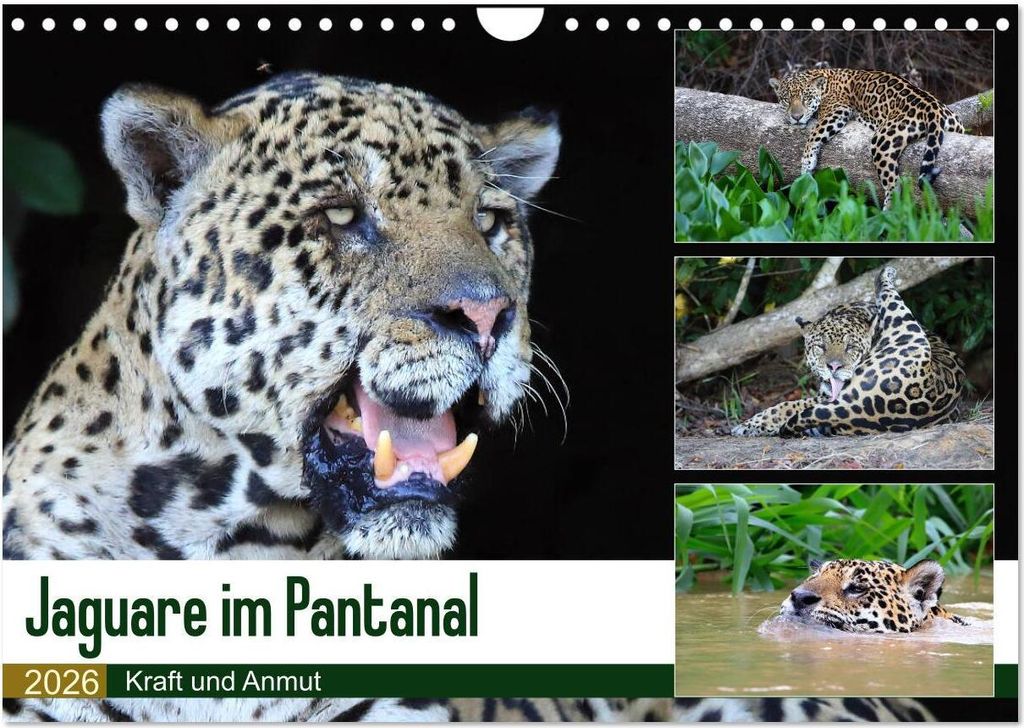 Jaguare im Pantanal (Wandkalender 2026 DIN A4 quer), CALVENDO Monatskalender