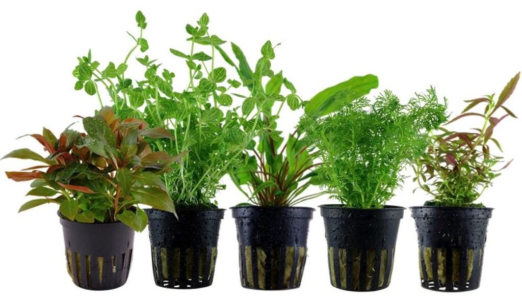 Pflanzen Set mit 5 Mittelgrund Topf Aquarium Wasserpflanzen Produktbild 