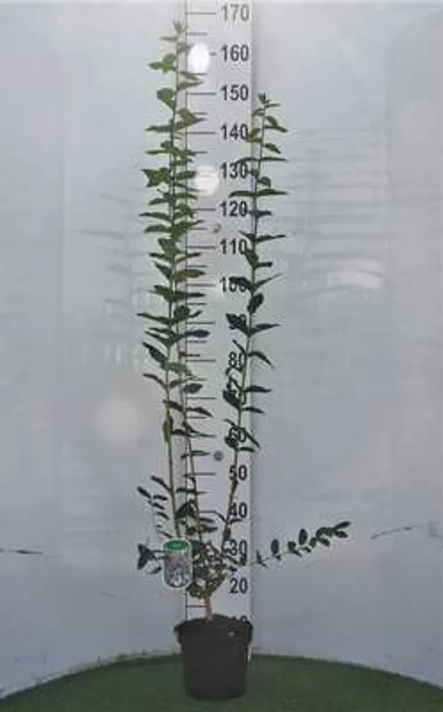 Lonicera tatarica 40-60 cm - Chèvrefeuille facile pour sol difficile