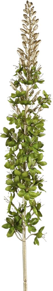 Decostar Living & Decoration Dekozweig Eremurus grün 109cm
