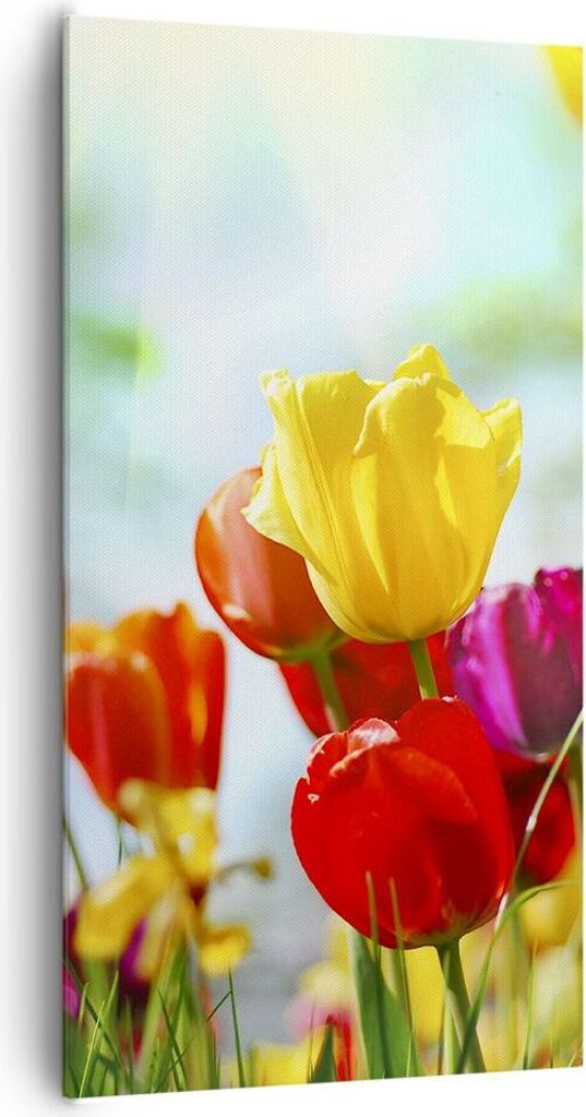 Bild auf Leinwand - Leinwandbild - Tulpe Blume Plantage Wiese - 65x120cm - Wand Bild - Wanddeko - Leinwanddruck - Bilder - Kunstdruck - Wanddekorat...