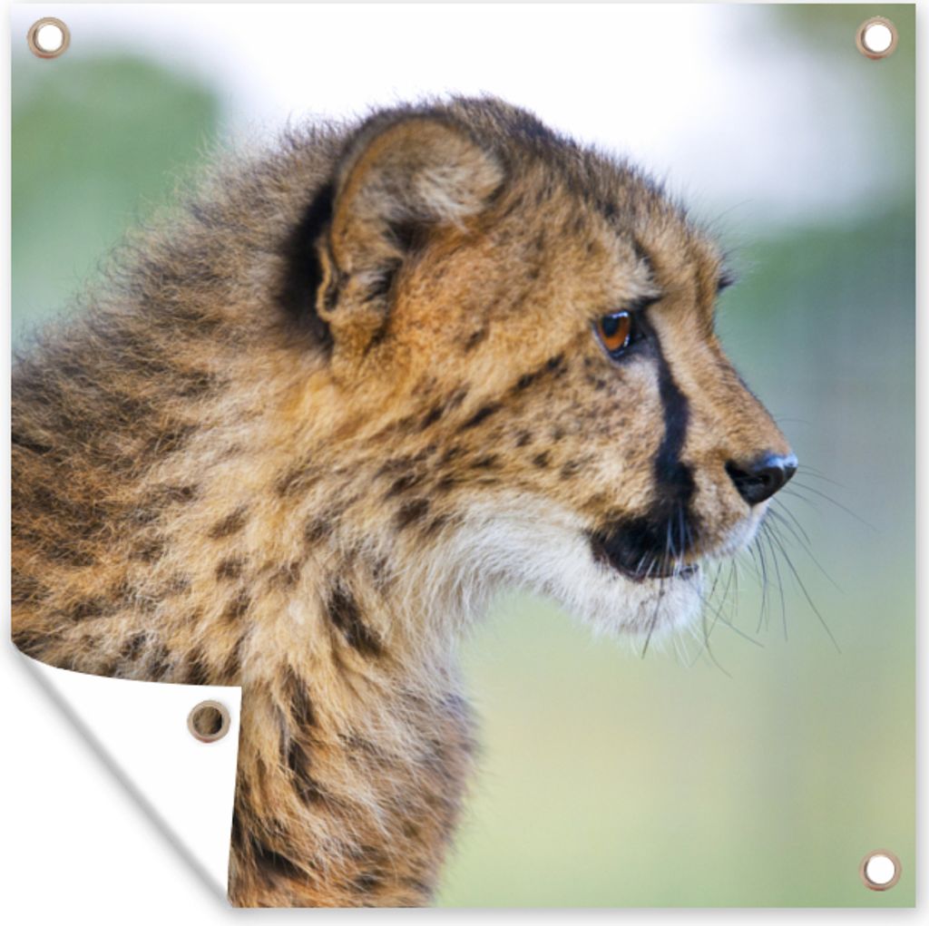 MuchoWow 50x50 cm Outdoor-Poster Gartendeko Sichtschutz Garten Poster für den Garten Leopard - Kopf - Haar