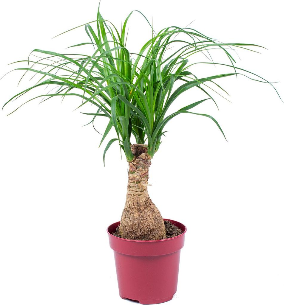 Bloomique - Beaucarnea Recurvata - Pied d’éléphant - Image du produit 