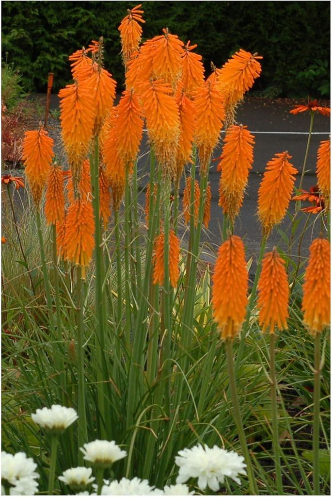 Stauden Gänge 3 x Kniphofia ‘Mango Popsicle’ - Fackellilie Orange - Sonnengeküsste Blüten für fruchtige Sommermomente - Dauerblüher / Bien...