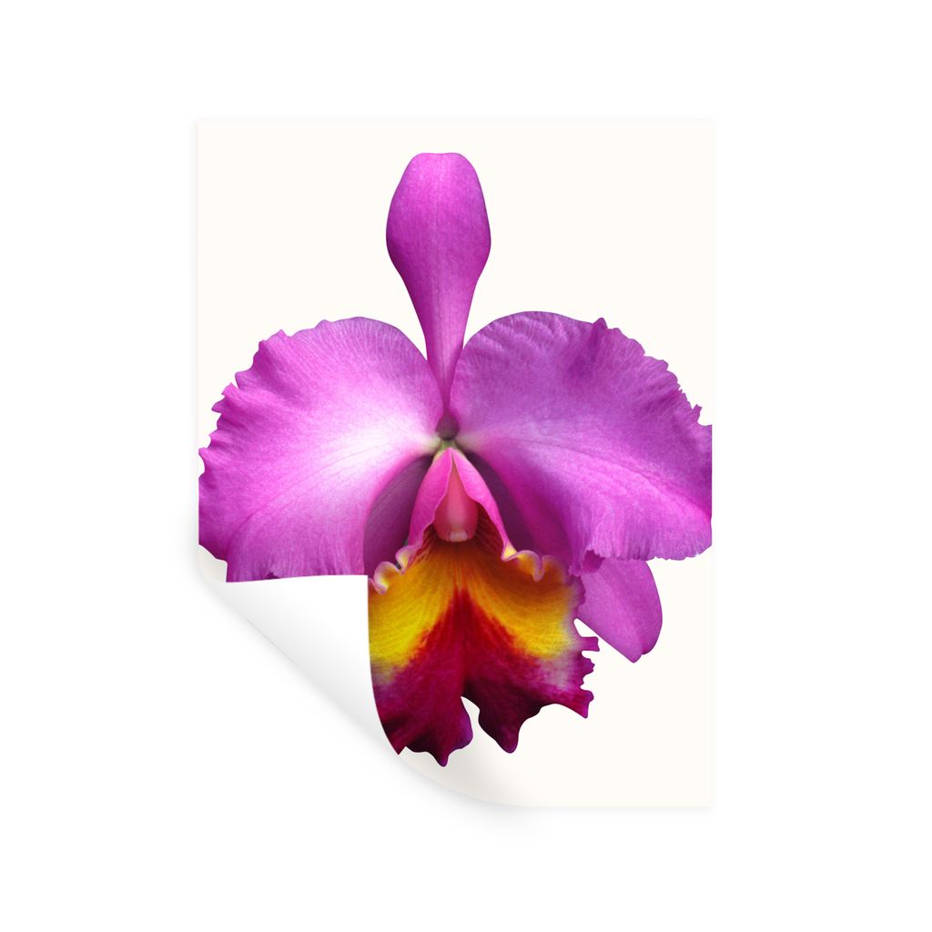 MuchoWow Wandtattoo Wandsticker Wandaufkleber Nahaufnahme Orchidee 60x80 cm Selbstklebend und Repositionierbar - Repositionierbar - Wasser abweisend
