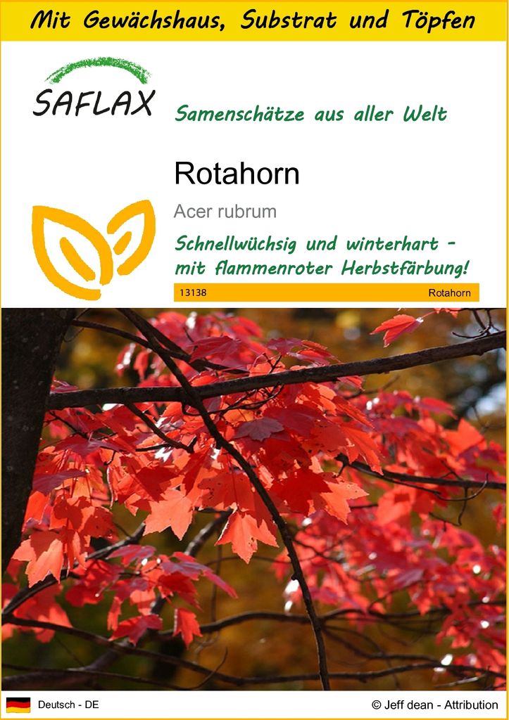 SAFLAX Anzucht Set - Rotahorn - Acer rubrum - 20 Samen - Mit Mini-Gewächshaus, Anzuchtsubstrat und 2 Töpfen