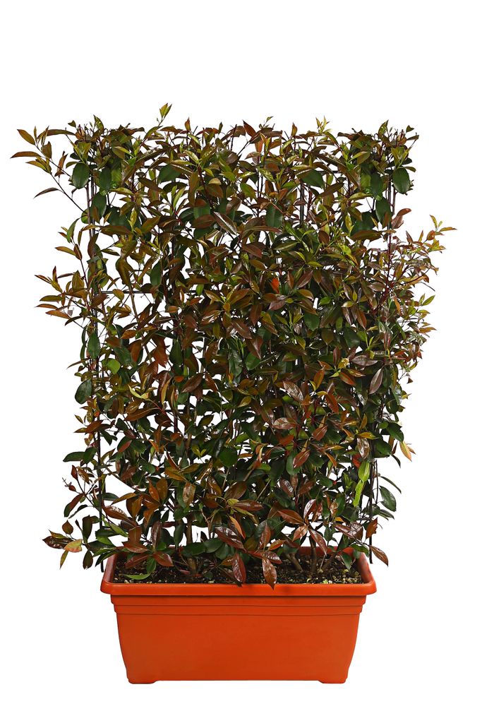 hedera helix katzen Efeu Hedera Helix Wonder - Pflanzen sicher zu dir nach Hause