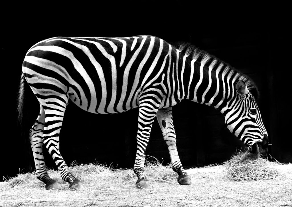 hansepuzzle 79599 - Zebra Puzzle, 260 Teile, Tierwelt, 41,0 x 28,0cm mit hochwertiger Aufbewahrung, Kartonbox und wiederverschließbarem Beutel