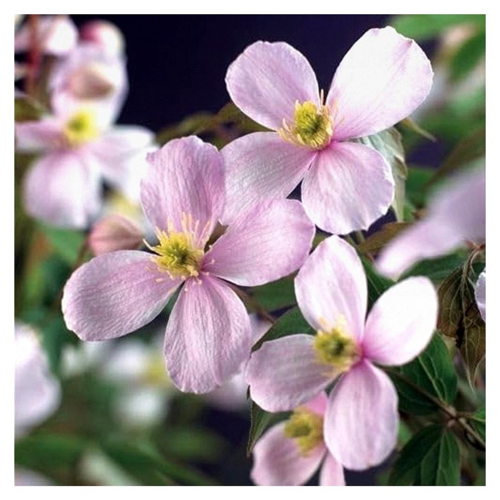 Clematis montana ‘Rubens’ – Rosa Berg-Waldrebe | Duftende, winterharte Kletterpflanze | Schnellwachsend für Pergola und Zaun | 30–50 cm