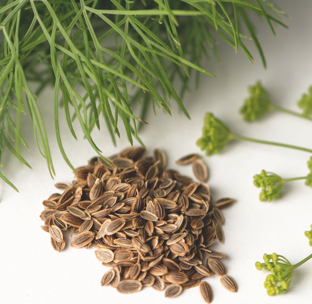 Dill Gewöhnlicher Samen - Anethum graveolens - Dillsamen - Produktbild 5