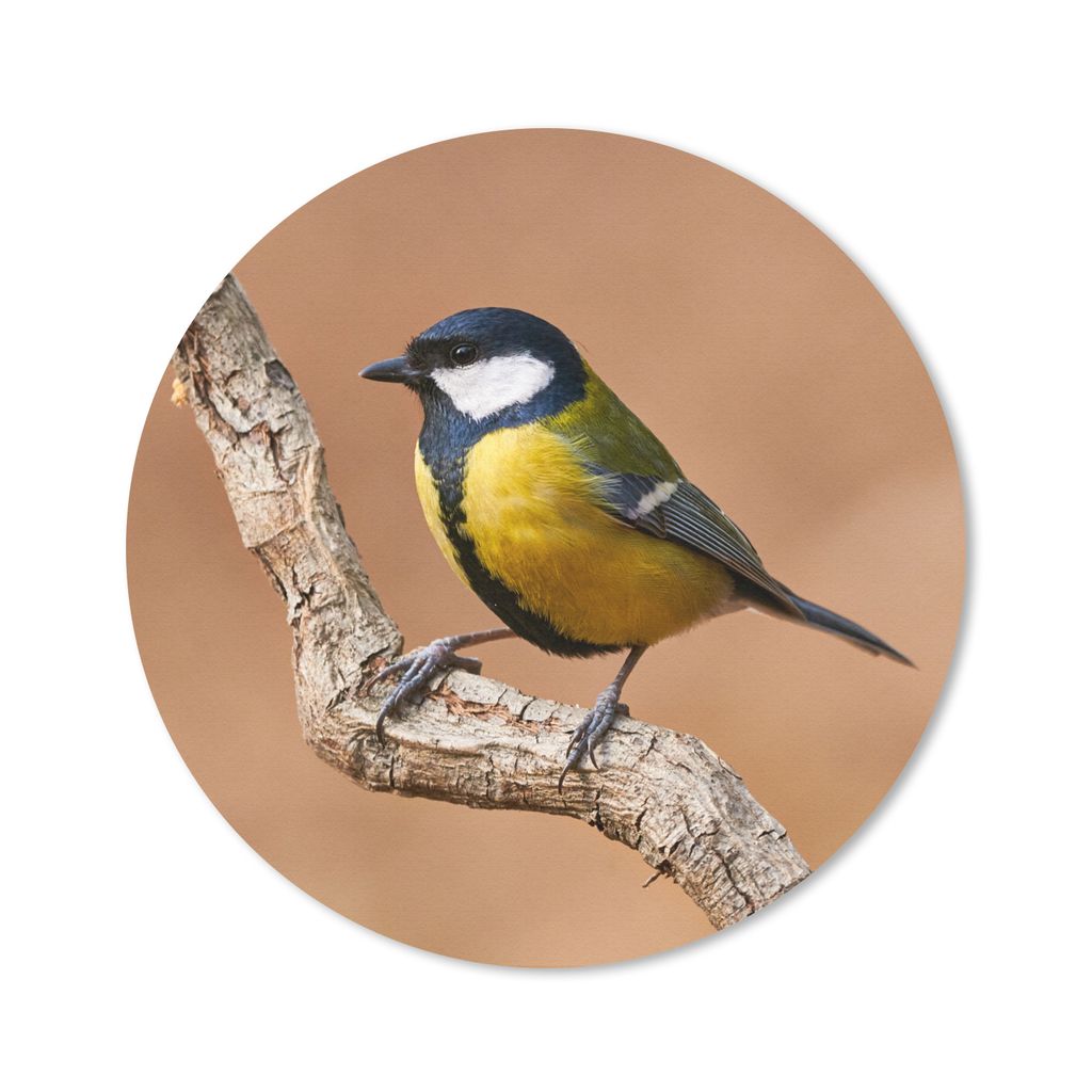 MuchoWow Mauspad Mousepad Vogel - Kohlmeise - Zweige 30x30 cm - Mousepads - Maus Mat - Pad - Mausunterlage - Tischunterlage - Schreibtischmatten