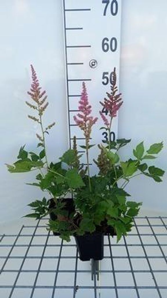 6 x Astilbe hybr. 'Vision In Pink' - Prachtspiere - Topf 9 x 9 cm