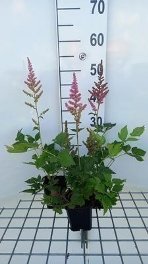 Astilbe Vision In Pink - 6 plantes pour fleurir vos coins sans soleil