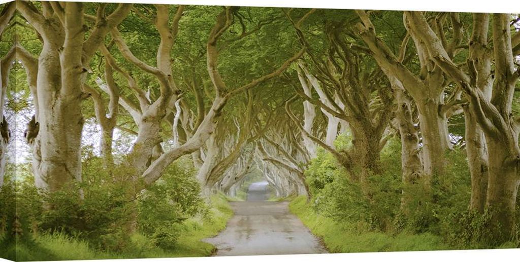 Bild Straße zwischen Bäumen, Leinwandbilder - The Dark Hedges, Irland - 120x60 cm