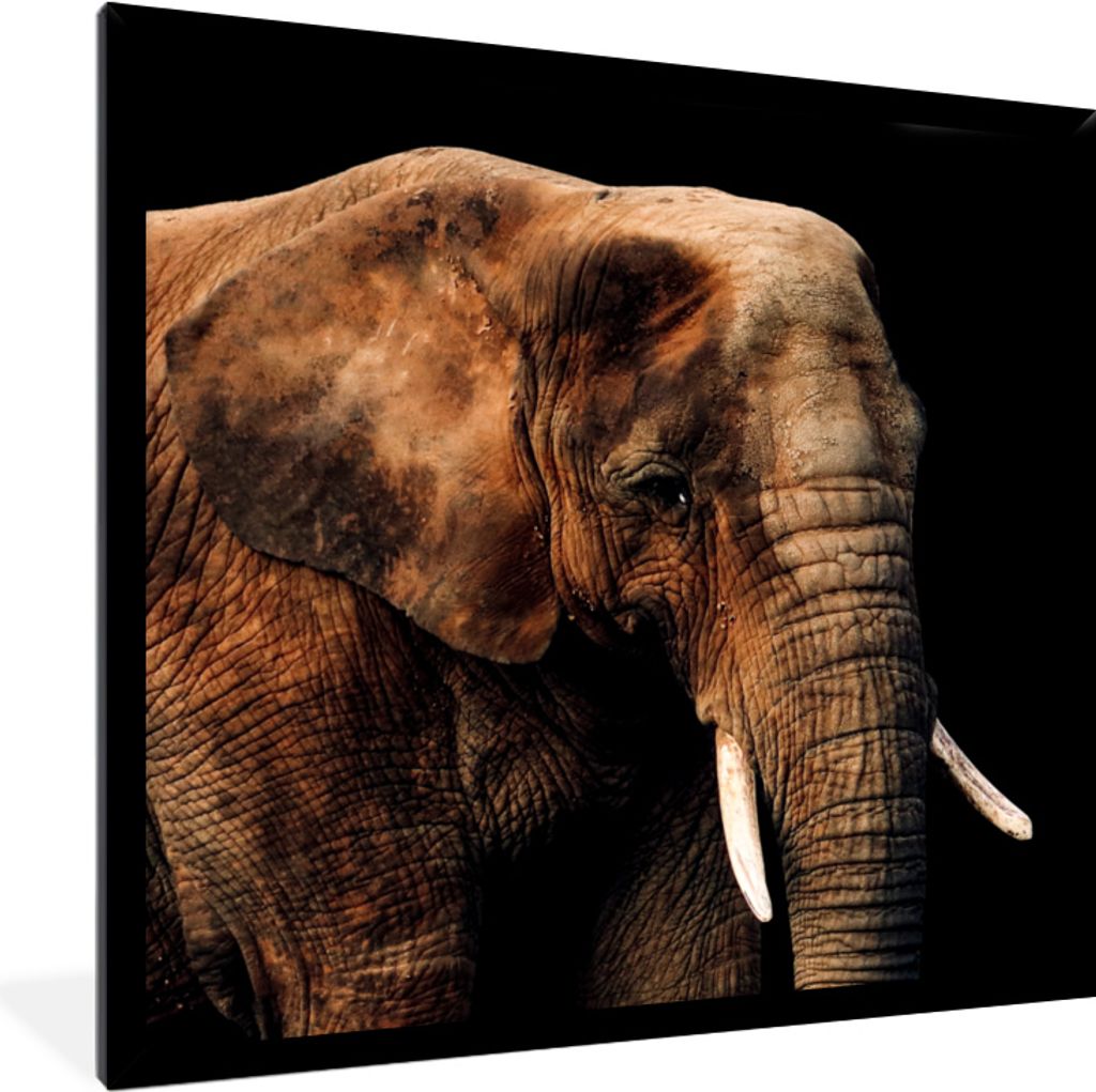 MuchoWow MuchoWow Gerahmtes Poster Elefant - Tiere - Braun 40x40 cm - Poster mit zchwarzem Bilderrahmen - Mit Rahmen - Wanddekoration Schlafzimmer