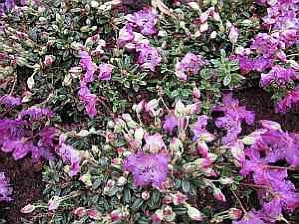 Rhododendron radicans - Zwerg-Alpenrose 15-20cm