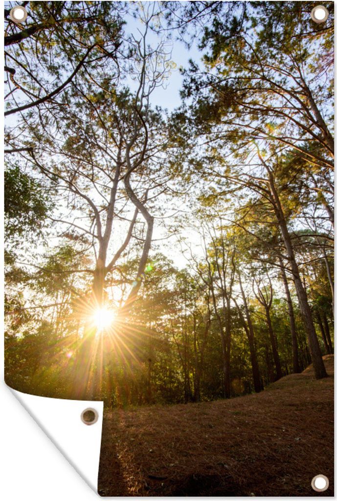 MuchoWow 80x120 cm Outdoor-Poster Gartendeko Sichtschutz Garten Poster für den Garten Die Sonne geht zwischen den Bäumen im Wald des Phu Hin R...