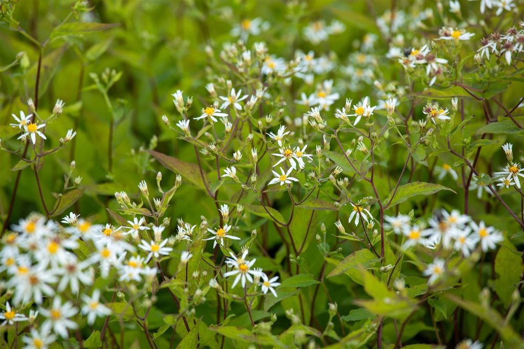 Aster divaricatus 'Tradescant', weiß, ca. 9x9 cm Topf