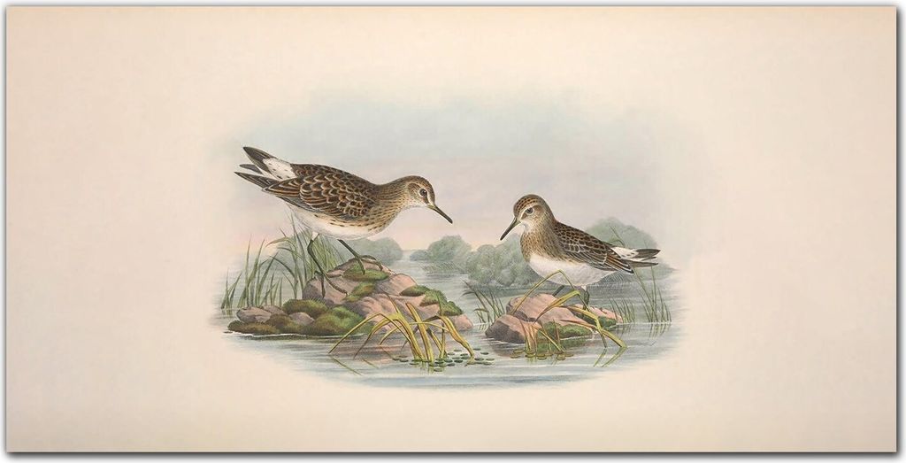 Coloray Bild aus Acryl 120 cm x 60 cm - Acrylblock mit Bild Gehärtetes Acryl Wohnzimmer Dekoration Wanddekoration Küche - Vögel Tiere