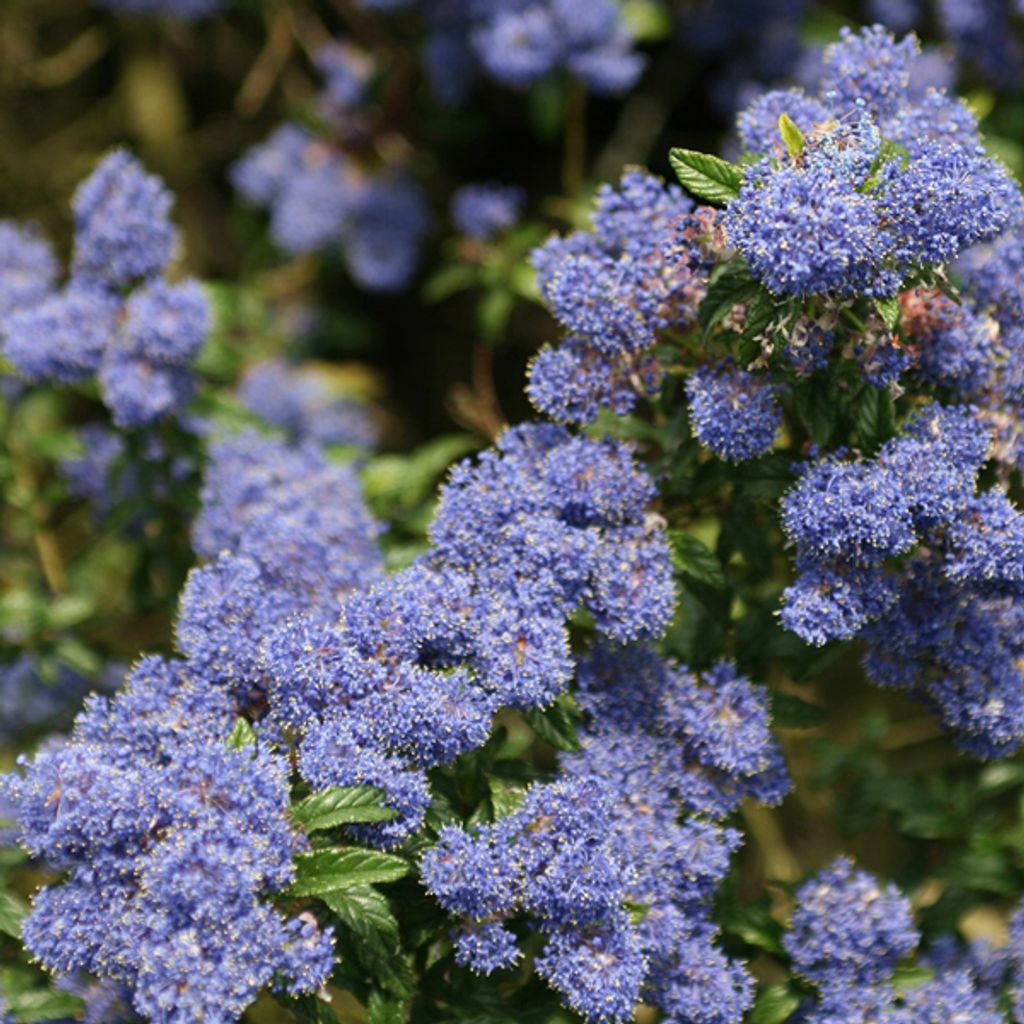 2 x  Säckelblume  - Ceanothus 'Concha'  | 30-40 cm in Produktbild 