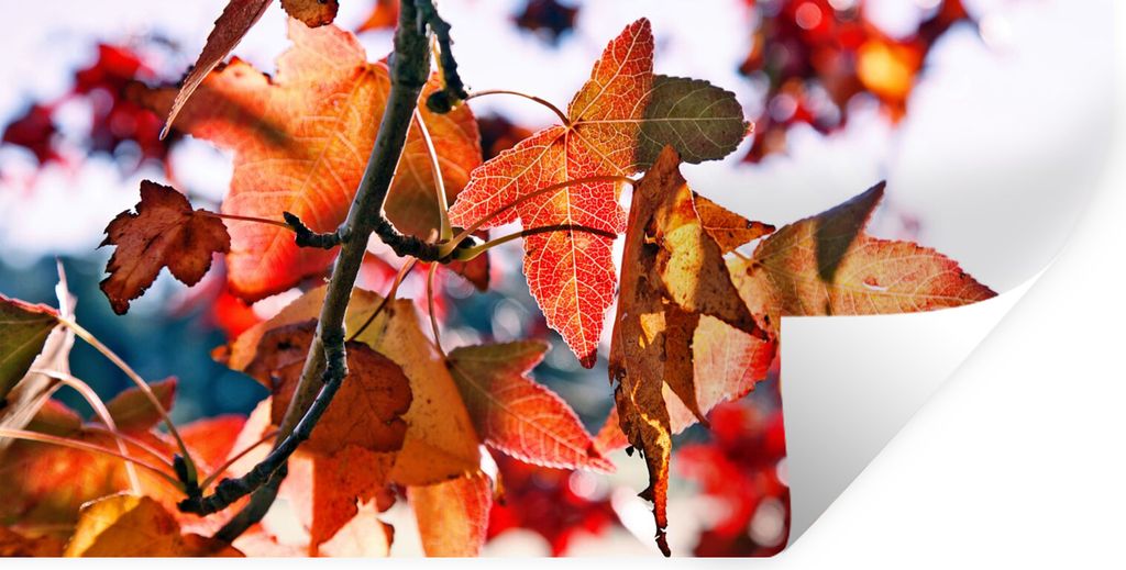 MuchoWow Wandtattoo Wandsticker Wandaufkleber Ahorn - Blätter - Rustikal - Herbst 40x20 cm Selbstklebend und Repositionierbar - Aufkleber