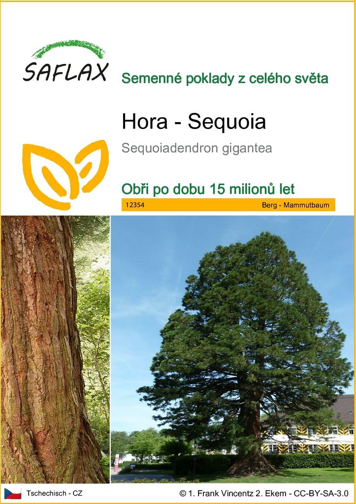 SAFLAX - Hora - Sequoia - Sequoiadendron gigantea - 50 Obrázek produktu 