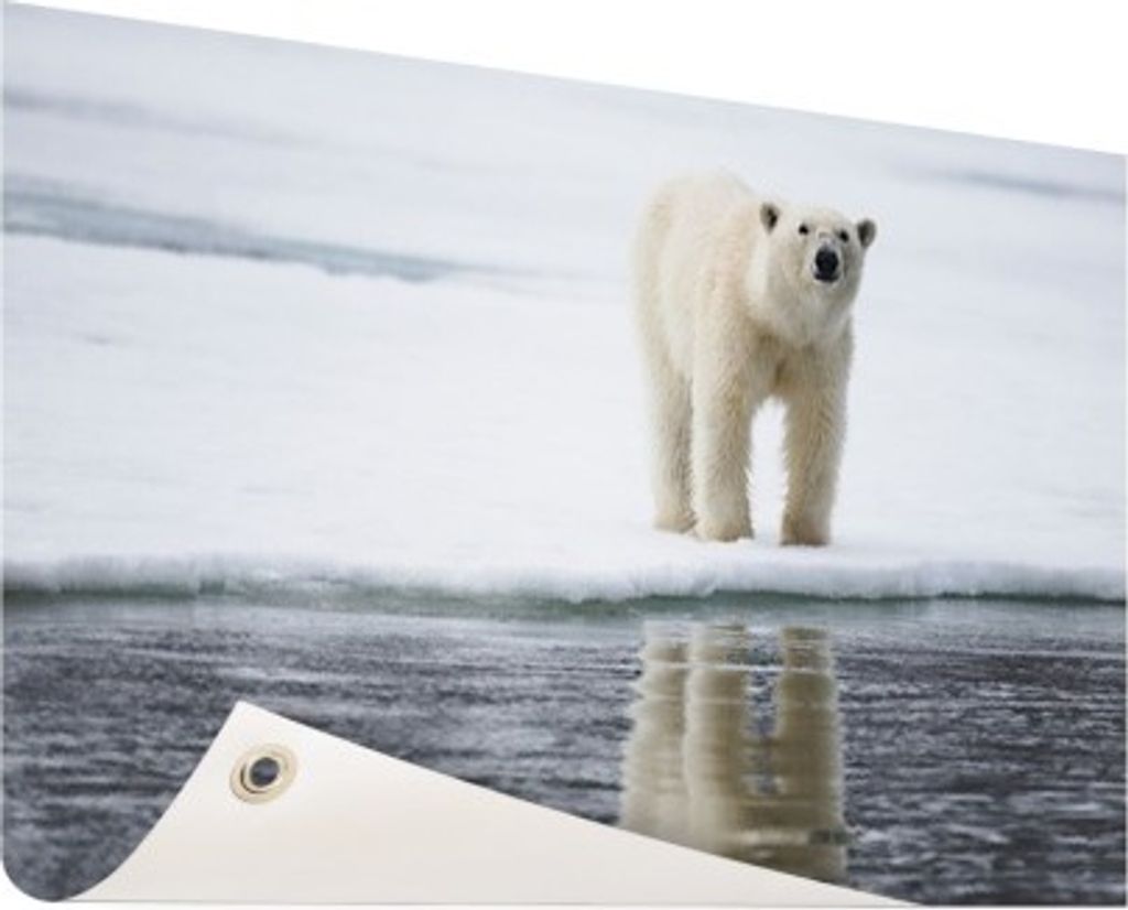 Gartenposter - 120x80 cm - Eisbär am Wasser - Modernes WaldTierposter Bilder - Wilde Tierposter