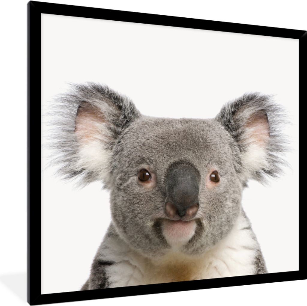 MuchoWow Gerahmtes Poster Koala - Koala Bär - Mädchen - Jungen - Tiere 40x40 cm - Poster mit Schwarzem Bilderrahmen Wandposter Rahmen Foto Bild...