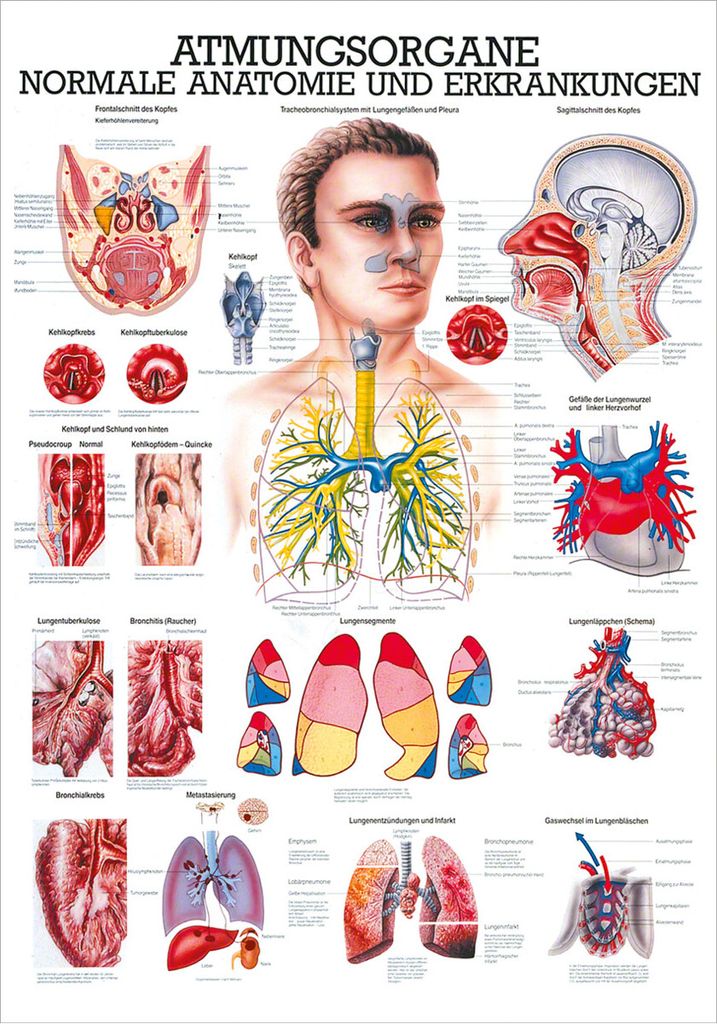 Atmungsorgane Mini-Poster Anatomie 34x24 cm medizinische Produktbild 