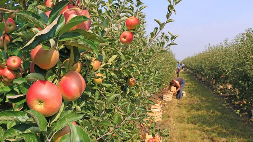 Universaldünger Gartendünger Volldünger Gemüsedünger Obst Produktbild 5