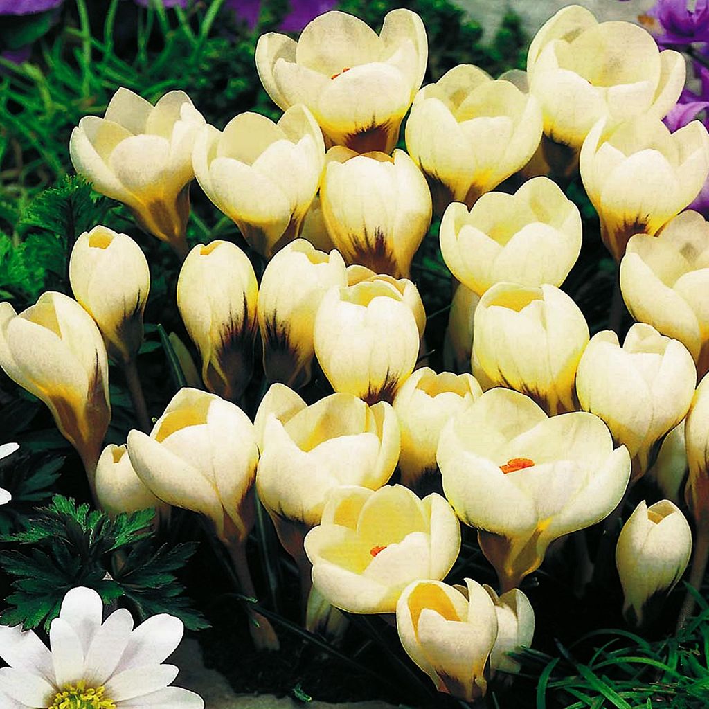 Blumenzwiebeln Blumen Zwiebeln Crocus Frühlingskrokus Cream Produktbild 