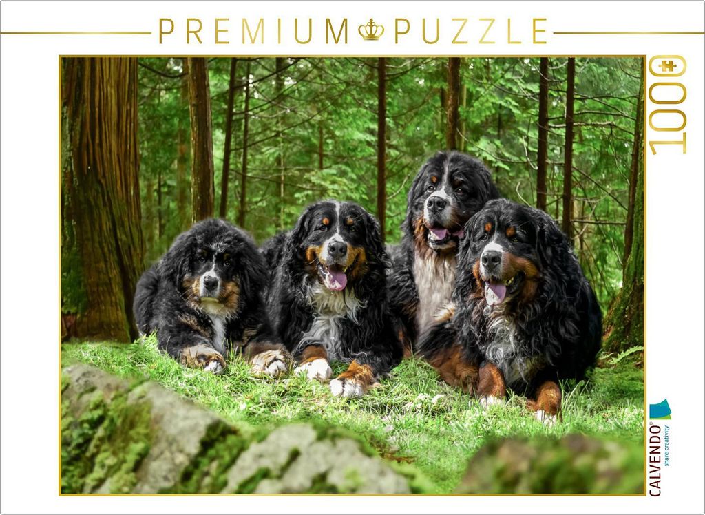 CALVENDO Puzzle Vier Berner Rüden auf Abenteuer | 1000 Teile Lege-Größe 64x48cm Foto-Puzzle für glückliche Stunden