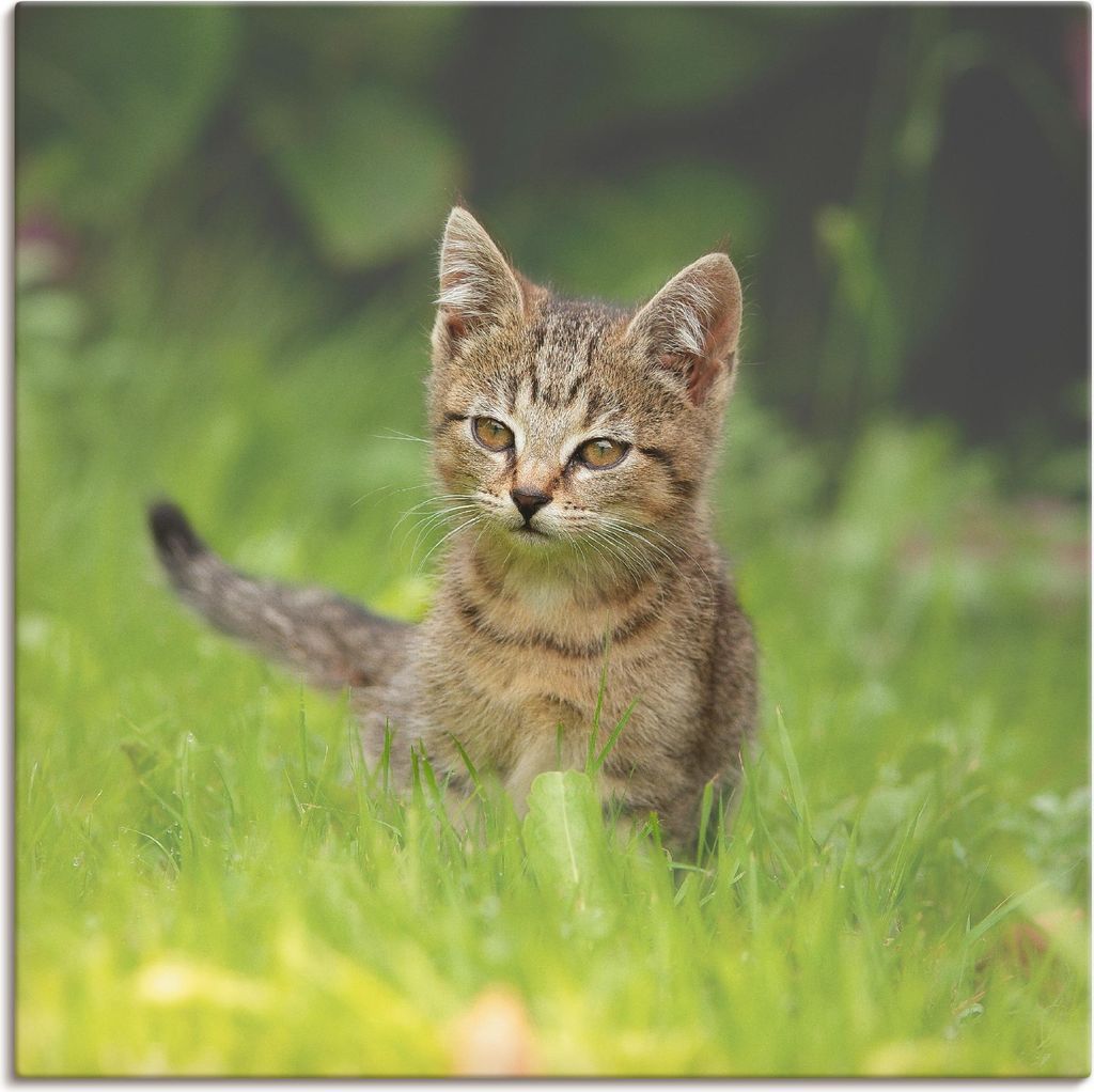 ARTland Leinwandbild Kleiner Tiger im Gras Größe: 70x70 cm