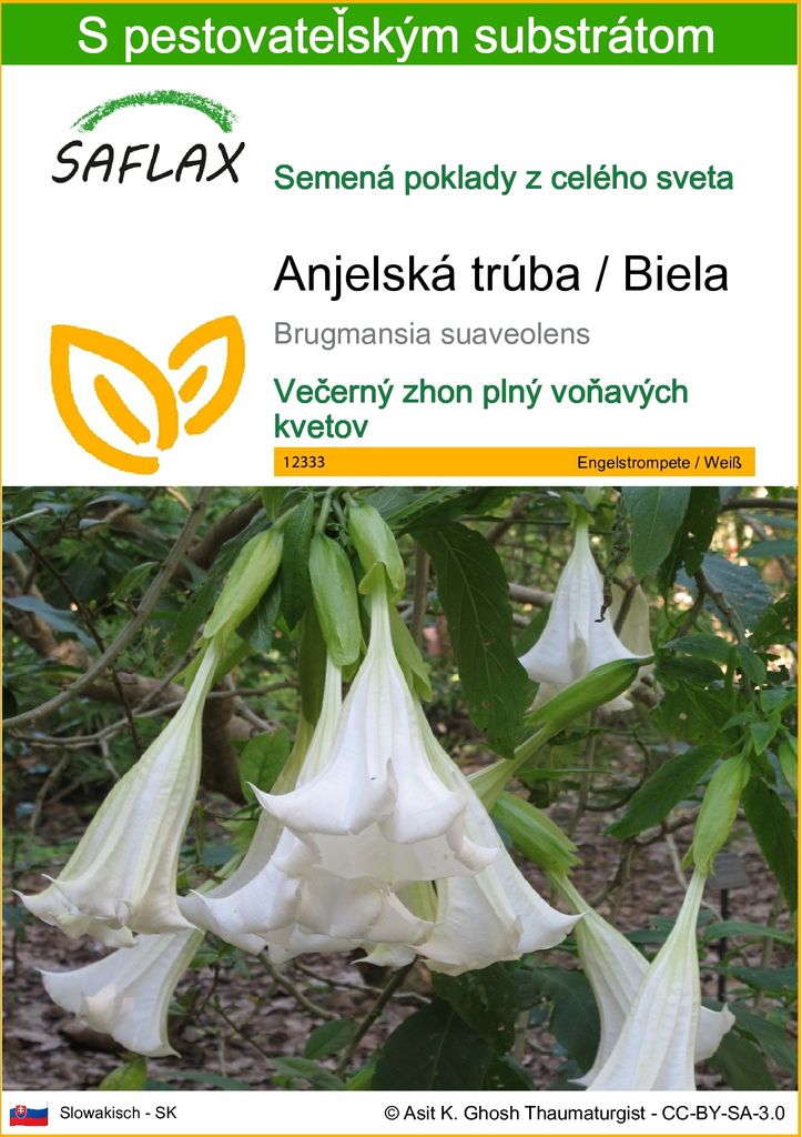 SAFLAX - Anjelská trúba / Biela - Brugmansia suaveolens - Obrázok produktu 