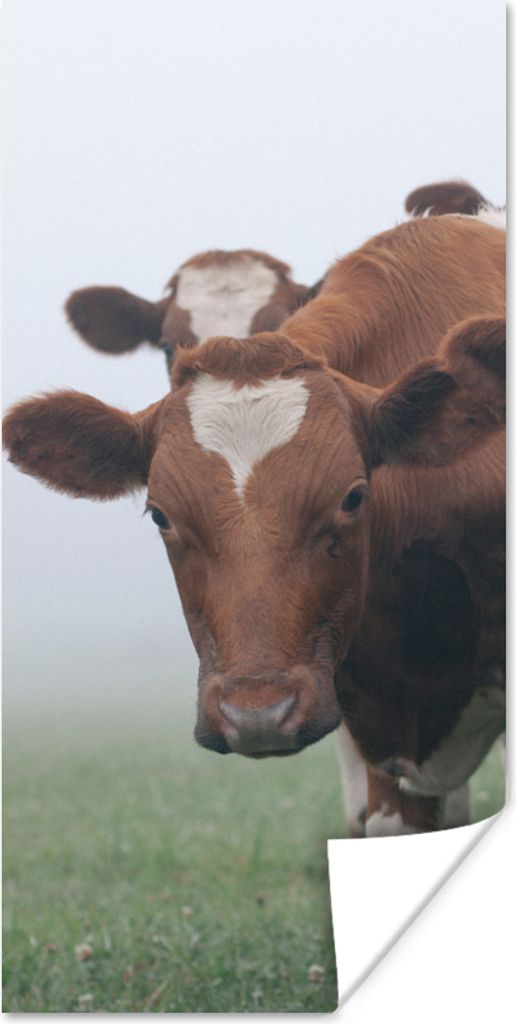 MuchoWow Poster Kühe - Braun - Nebel 20x40 cm - Plakat - Foto