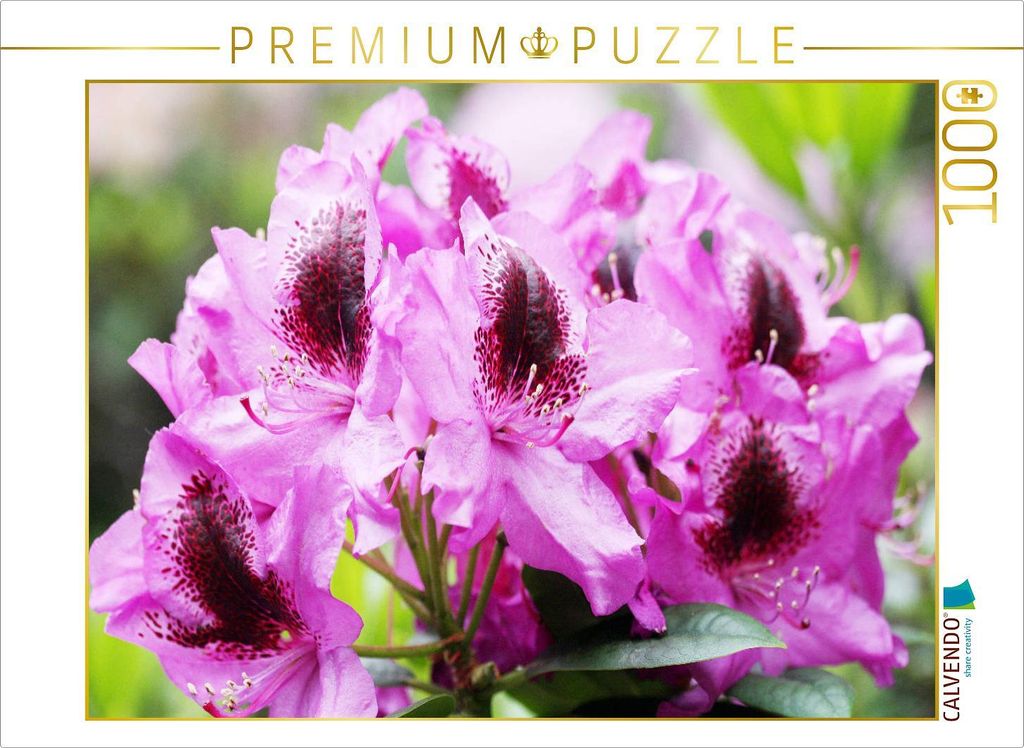 CALVENDO Puzzle Rhododendron in Pink mit dunklem Fleck | 1000 Teile Lege-Größe 64x48cm Foto-Puzzle für glückliche Stunden