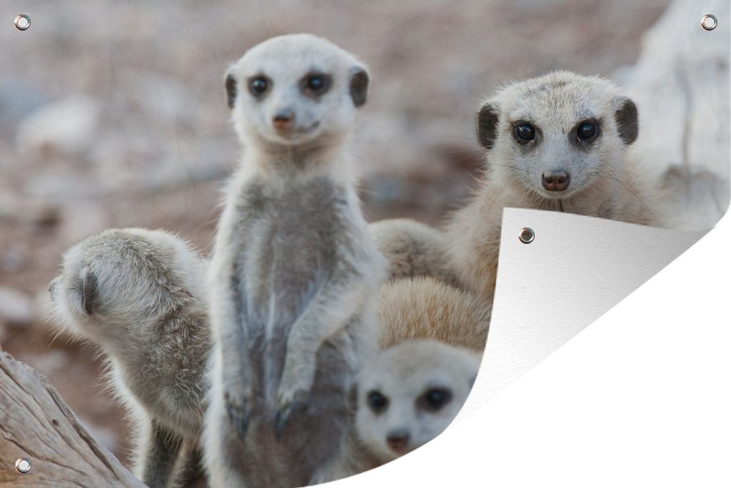 MuchoWow 120x80 cm Outdoor-Poster Gartendeko Sichtschutz Garten Poster für den Garten Neugierige Erdmännchen