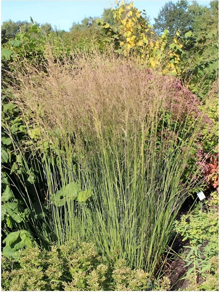 Stauden Gänge 10 x Molinia caerulea 'Heidebraut' im 1 Liter Topf - Kleines Pfeifengras - Zarte Eleganz für romantische Gärten - Winterhart