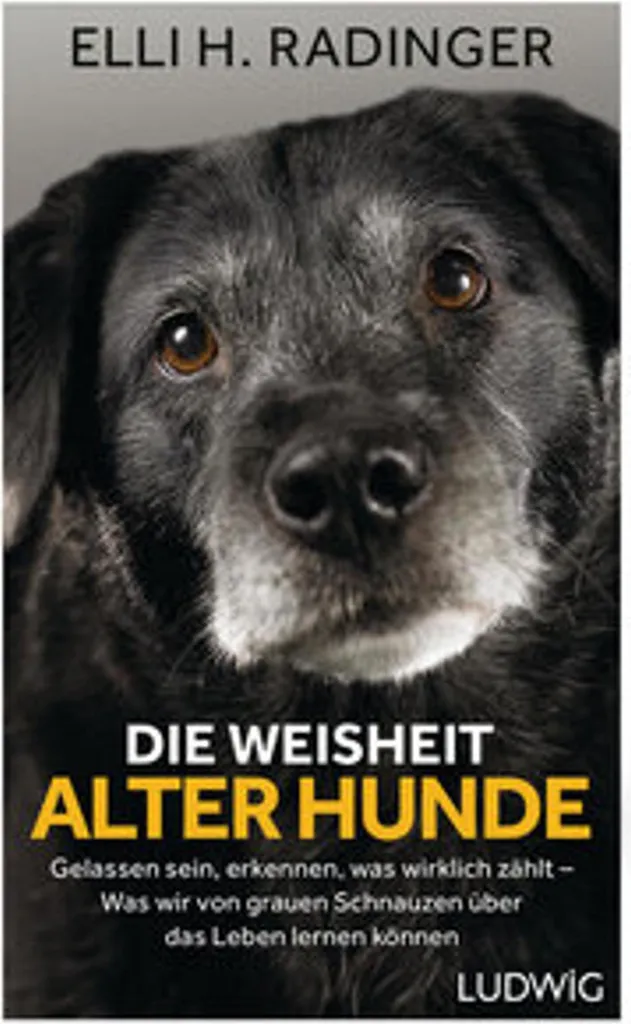 Accompagner son vieux chien - Livre La Sagesse des Vieux Chiens de 150p