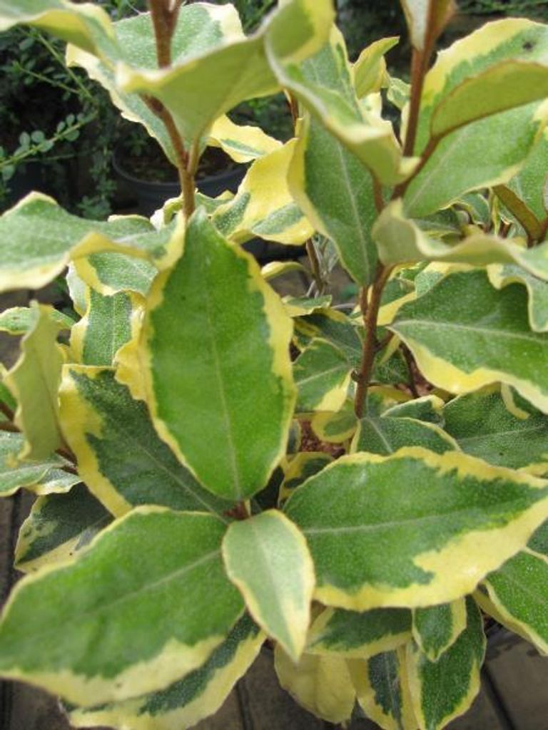 Buntblättrige Ölweide Viveleg - Elaeagnus ebbingei - 30-40cm