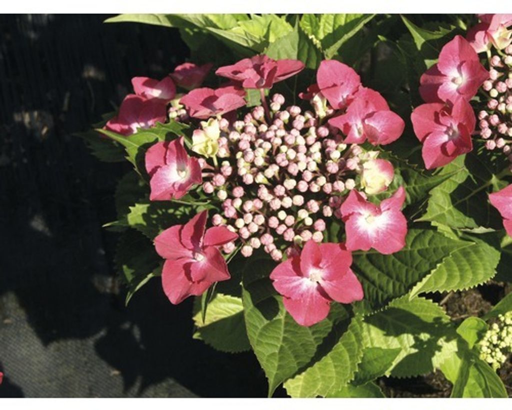 Hortenzie velkolistá červená FloraSelf Hydrangea Obrázek produktu 