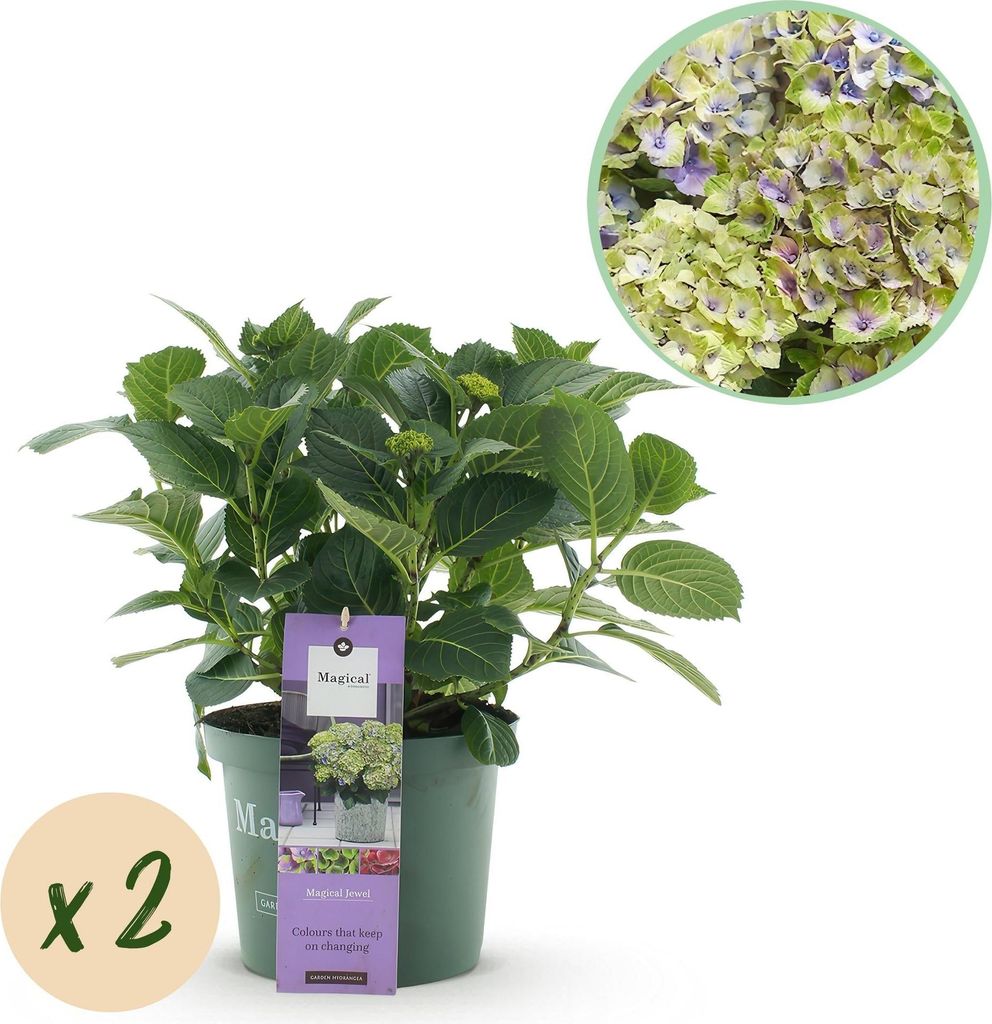 Hortensie Hydrangea macrophylla Magical Jewel Blue – 2 Pflanzen – Blauer Blütenschmuck – Topf Ø23cm – Höhe 55cm – Balkon- und Gartenpf...
