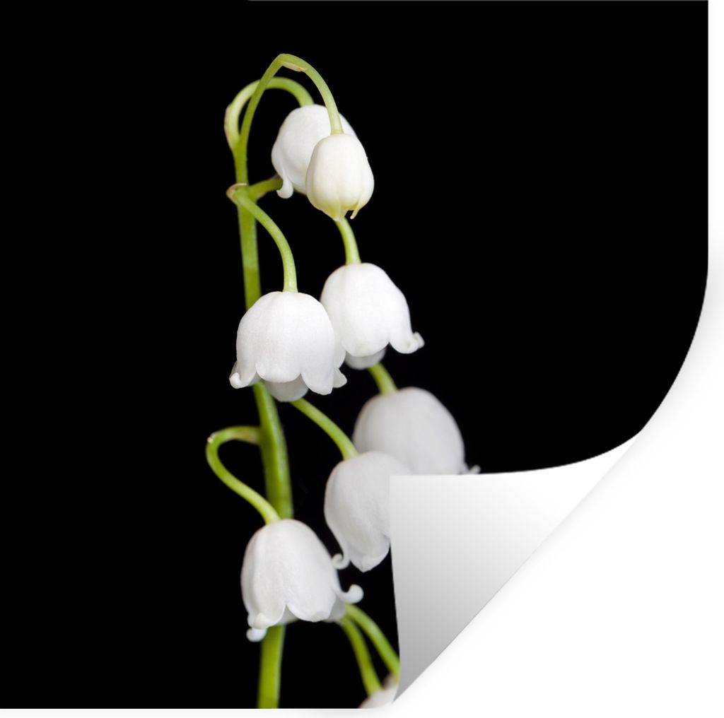MuchoWow Wandtattoo Wandsticker Wandaufkleber Maiglöckchen - Blumen - Schwarz - Flora 100x100 cm Selbstklebend und Repositionierbar - Wierderver...