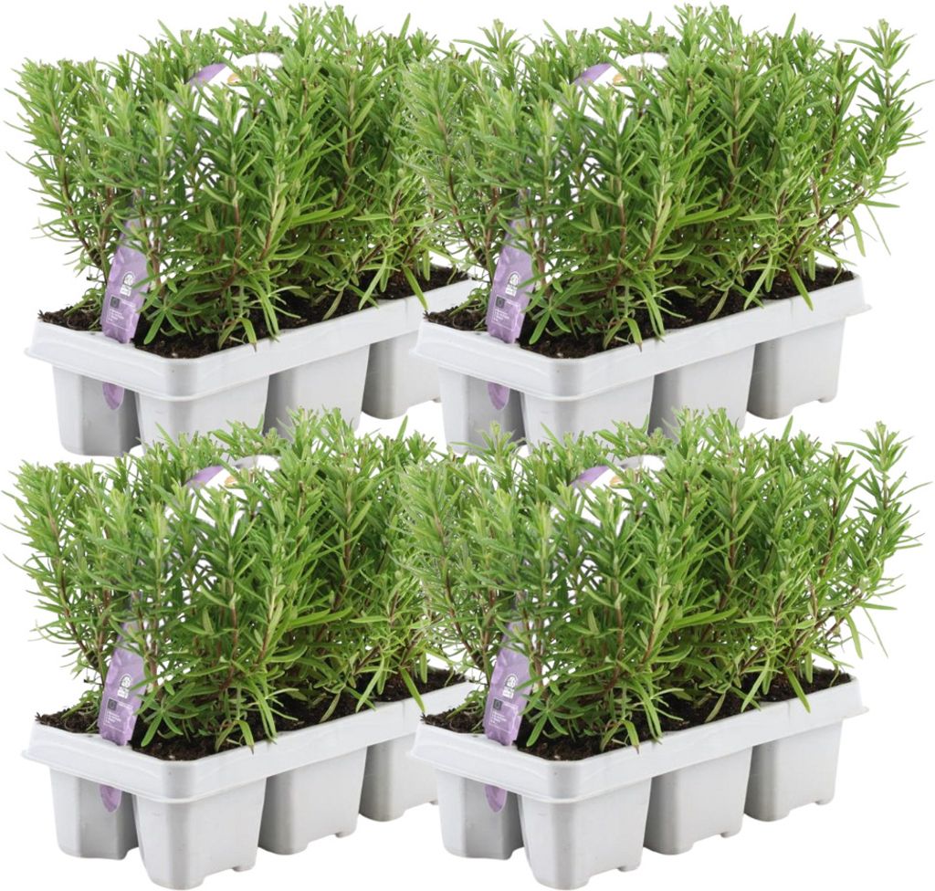 Rosmarin Pflanzen 24erSet Rosmarin Kaufland.de