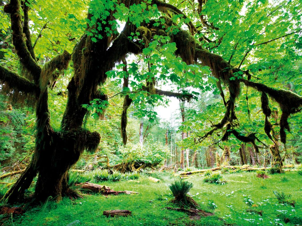 Wälder Kunstdruck Bild - Grüner Wald, Zurück Zur Natur (60 x 80 cm)
