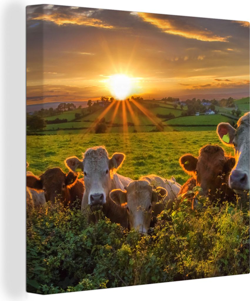 MuchoWow® - Leinwandbilder - Sonne - Kuh - Gras, Wandbild, Produktbild 