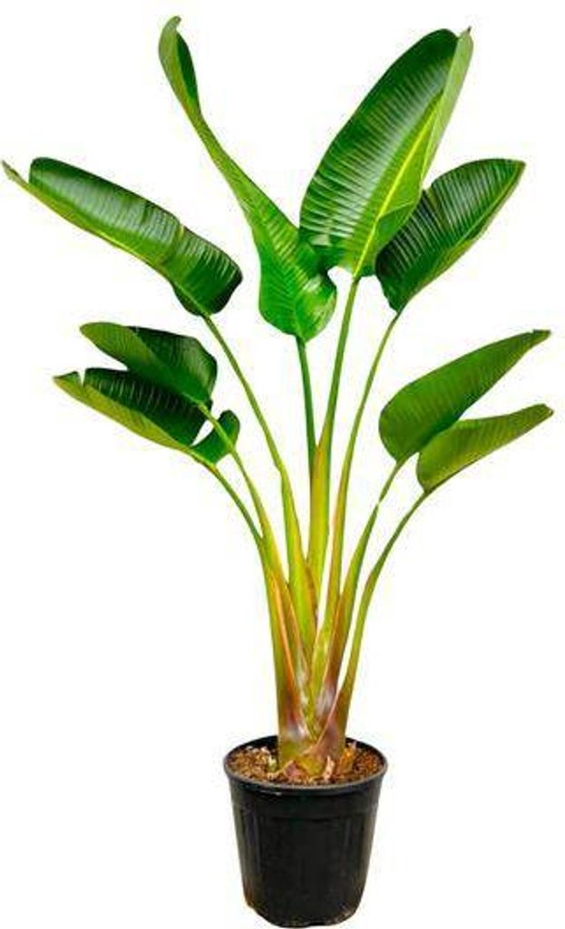 Strelitzia Augusta Baumstrelitzie Ø24cm 160cm Weißer Paradiesvogel Zimmerpflanze