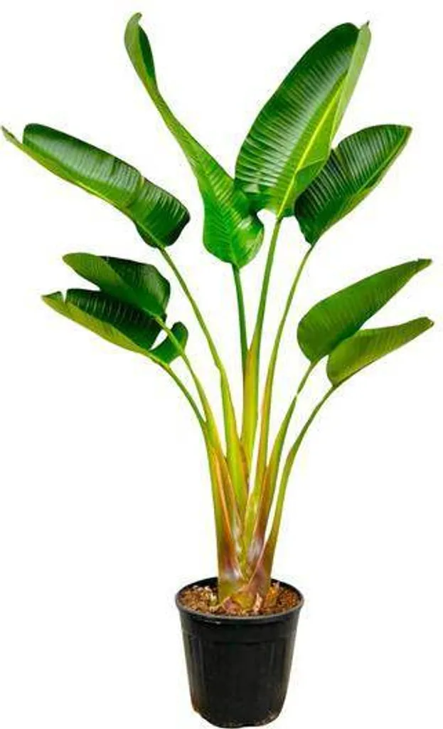 Strelitzia Augusta 160 cm - Plante Oiseau de Paradis Géante - Pot Ø 24 cm