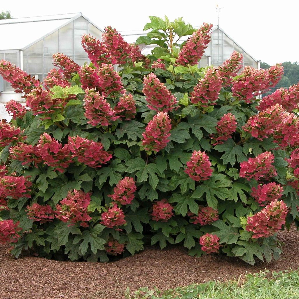 A large oakleaf hydrangea plant with pinkish-red flowers and green leaves, set against a blurred background of a greenhouse.